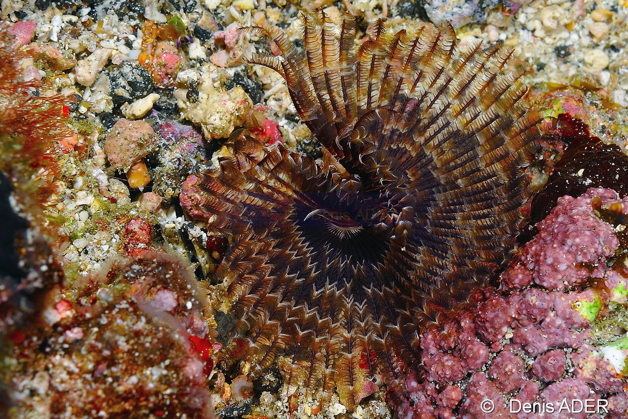 Bispira sp cf guinensis Bispire-Cap Vert Ilot aux oiseaux-22m-20150406-Denis-ADER-DSC_9415_tn.jpg